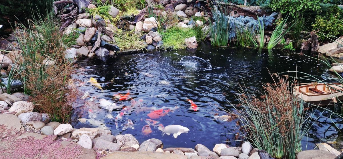 De la teren agricol la o grădină spectaculoasă inspirată de peisajele montane 11 Iaz cu pești, crapi japonezi