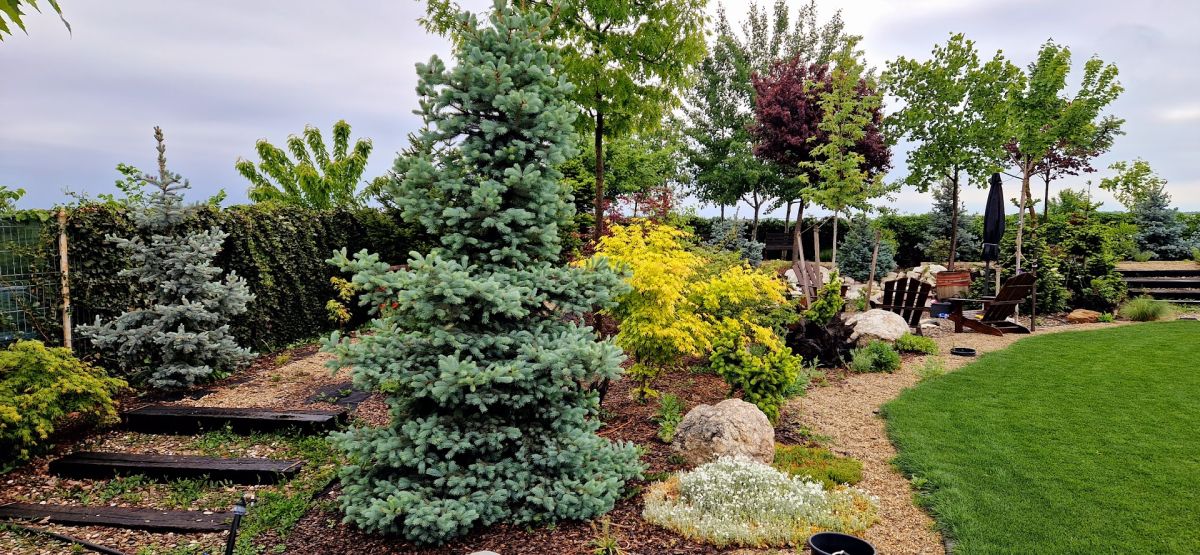 De la teren agricol la o grădină spectaculoasă inspirată de peisajele montane 8 Gazon, arbori și arbuști decorativi.