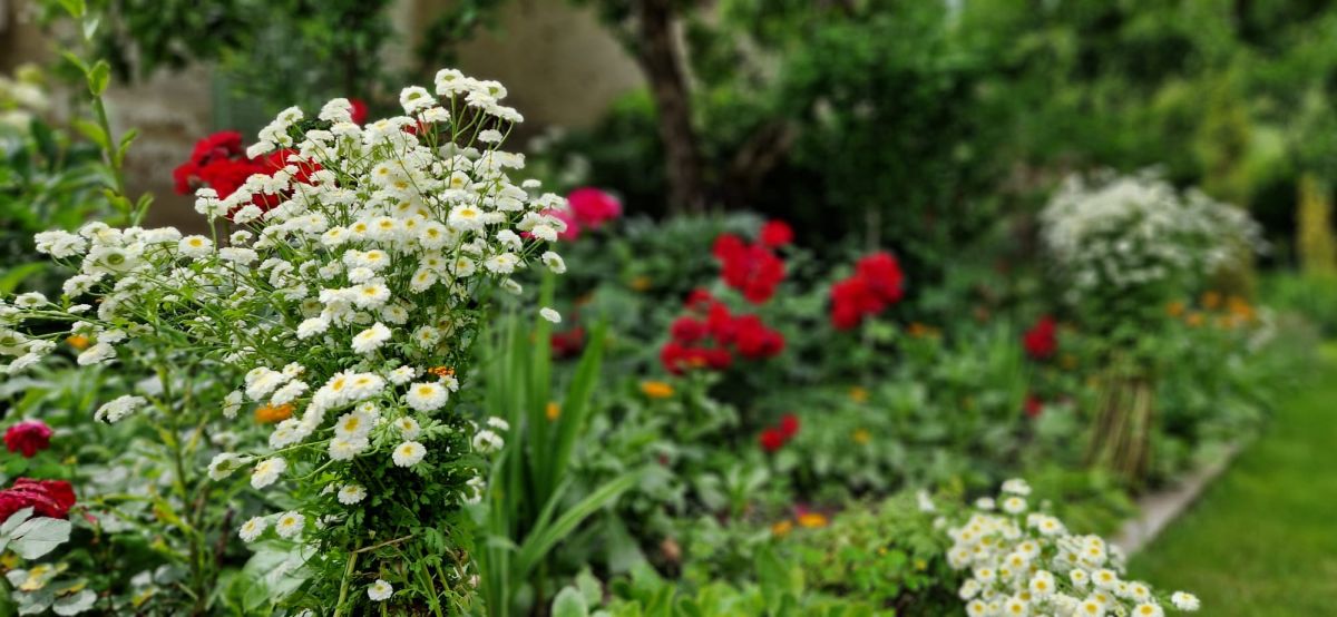 Cum a fost restaurată o casă săsească din Richiș folosind materiale naturale și voluntari internaționali 17 Grădina cu flori casă săsească