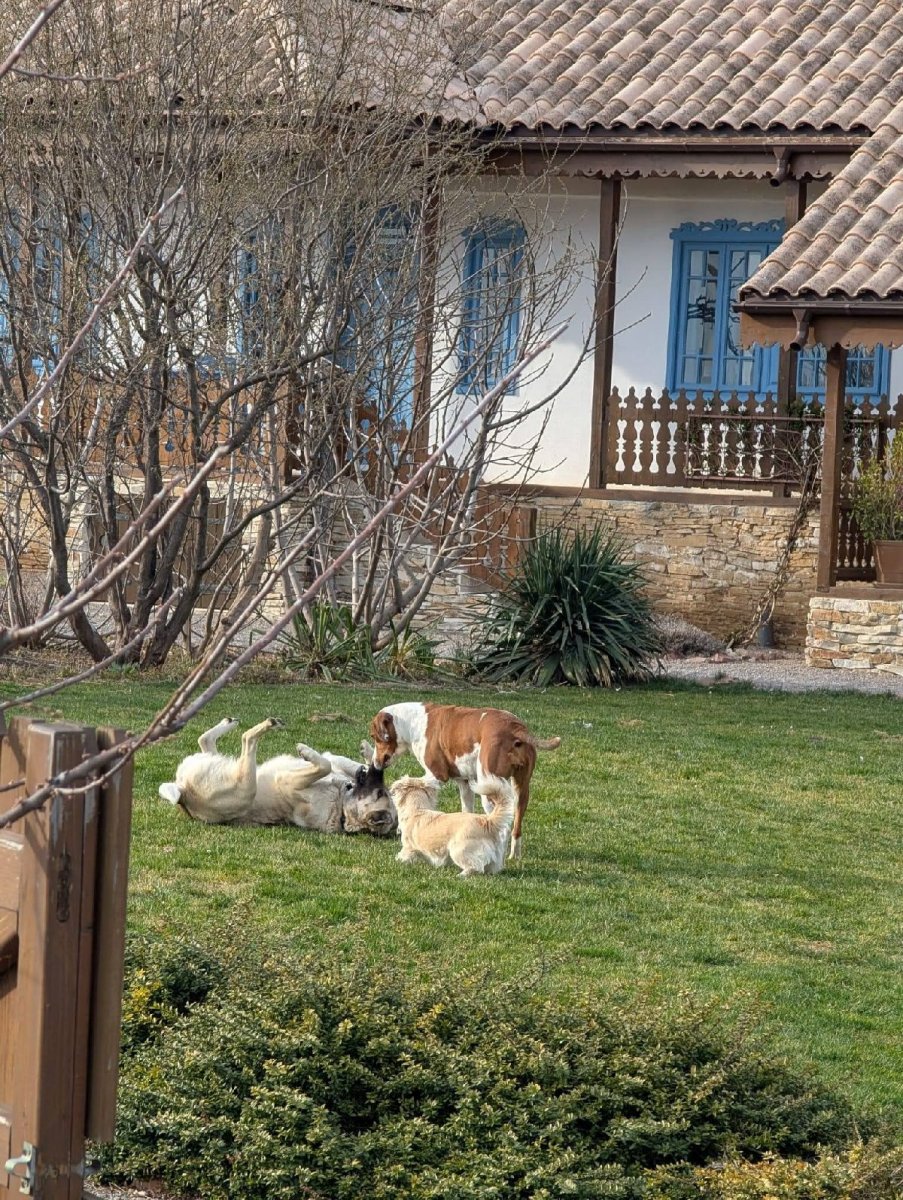 Animale de companie în curtea casei